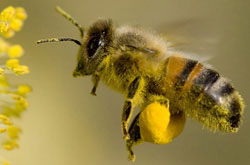 Albina cu polen